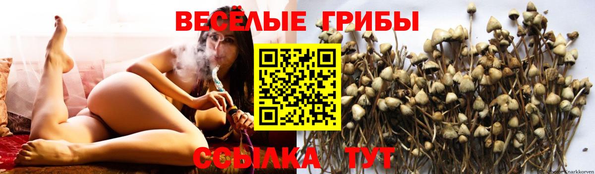 Псилоцибиновые грибы Cubensis Лесной